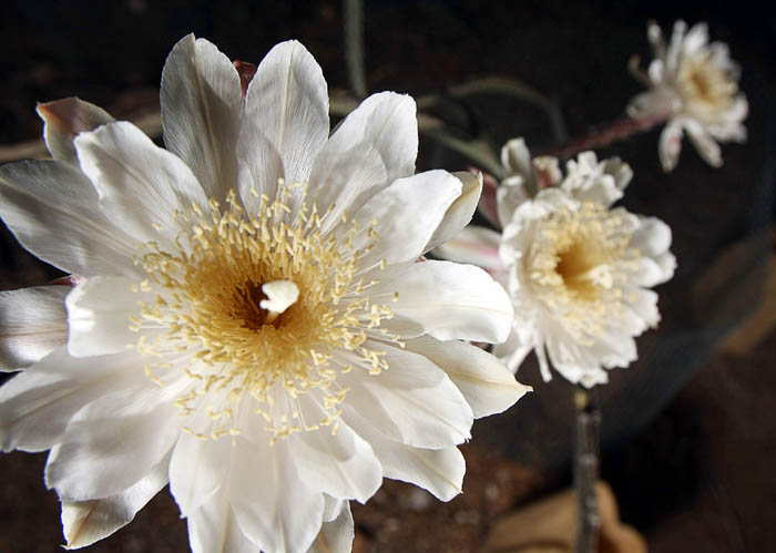 Night blooming cereus